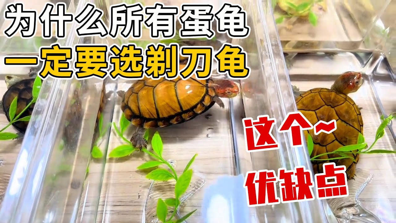 為什麼所有蛋龜，一定要選擇剃刀龜！盤點不得不選的幾項優點！