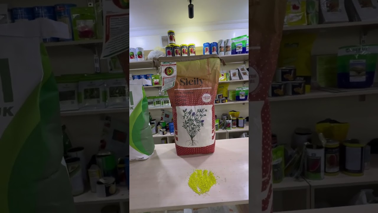 ☘️BEDA URUG'  🍀 БЕДА УРУГЛАРИ☘️