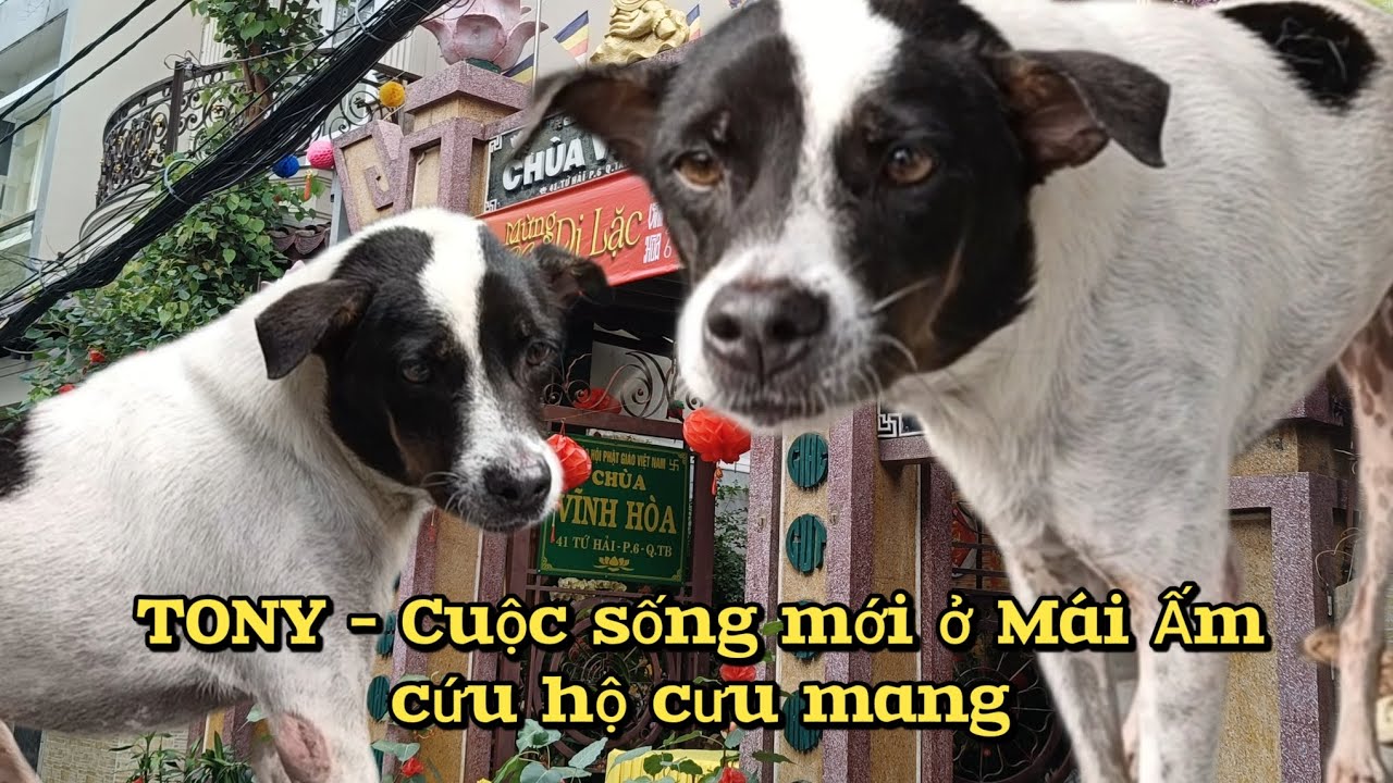Sư Thầy viên tịch - Người đặt cho con cái tên Ngu Ngu 
