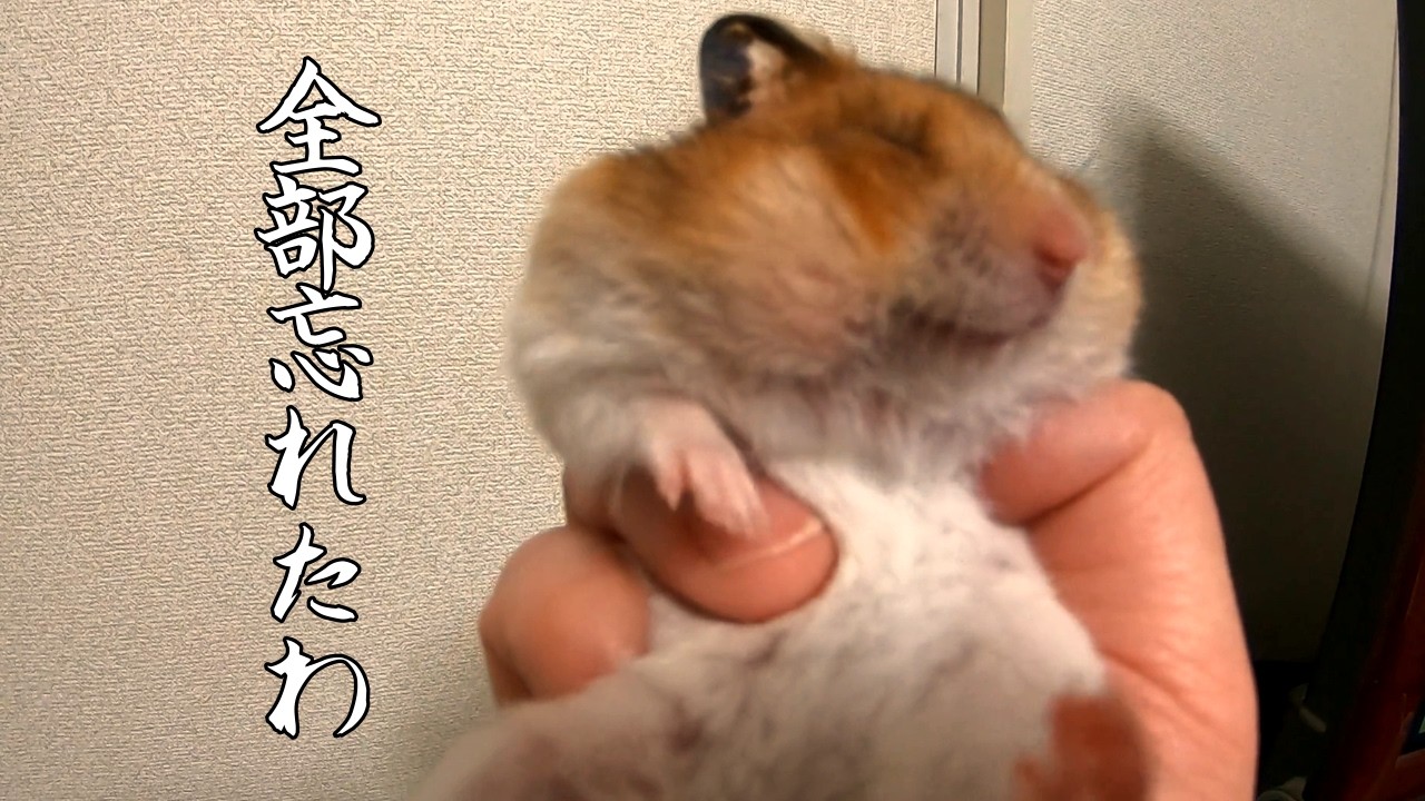 ハム吉観察日記②~忘れた記憶~