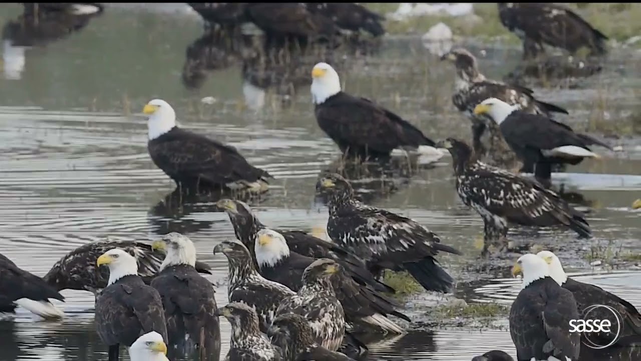 SUPER RARE - Many many Eagles