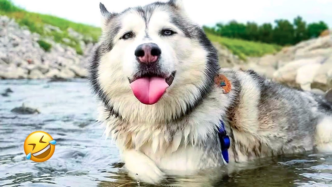 FUNNIEST Huskies | Normal dogs vs Huskies🤣 | 10 Minutes Best Videos