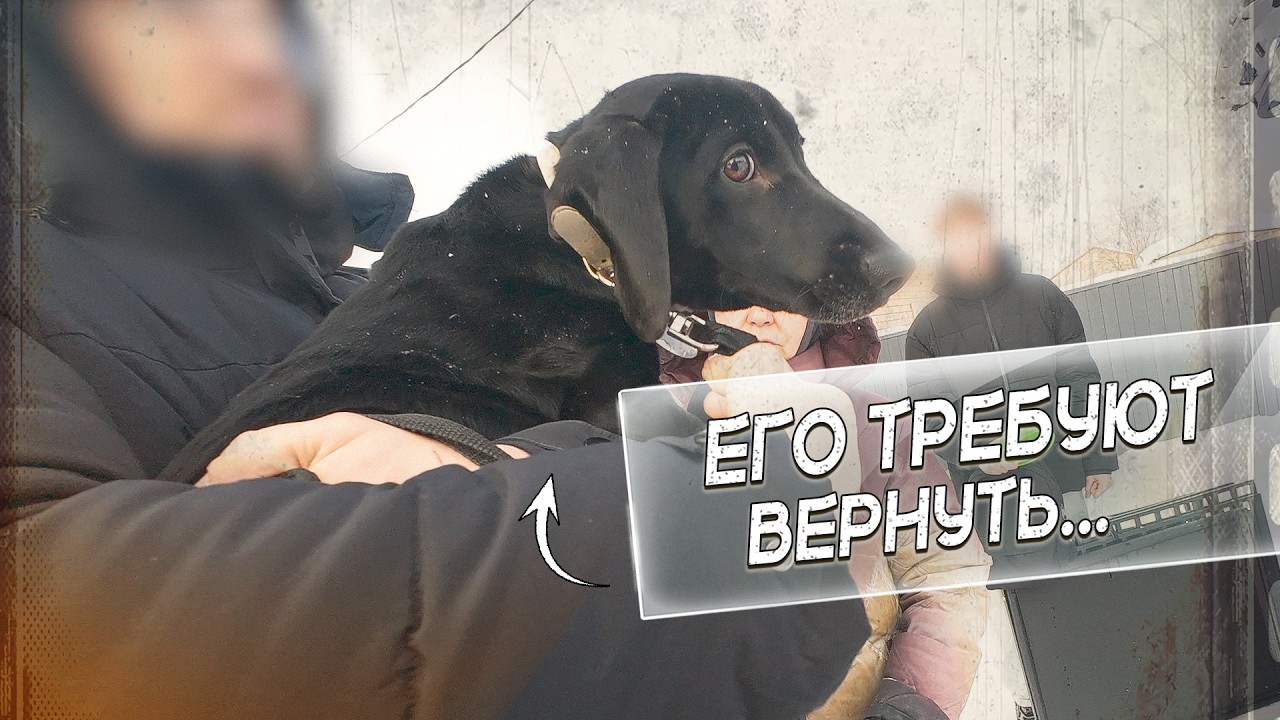 Нам угрожают дети?! Семья не справилась с Арчи...
