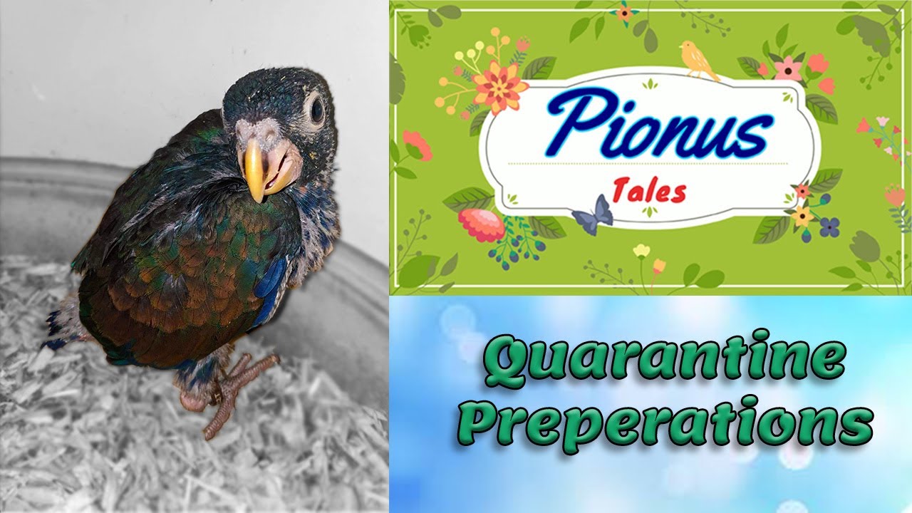 Getting a Baby Pionus Parrot | Setting up Quarantine
