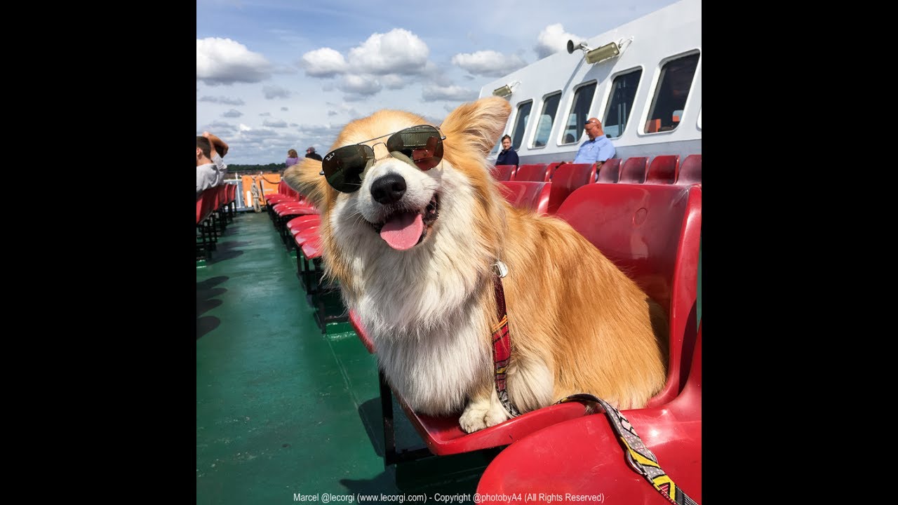 Marcel @Le Corgi Goes to the Isle of Woof - June/July 2017
