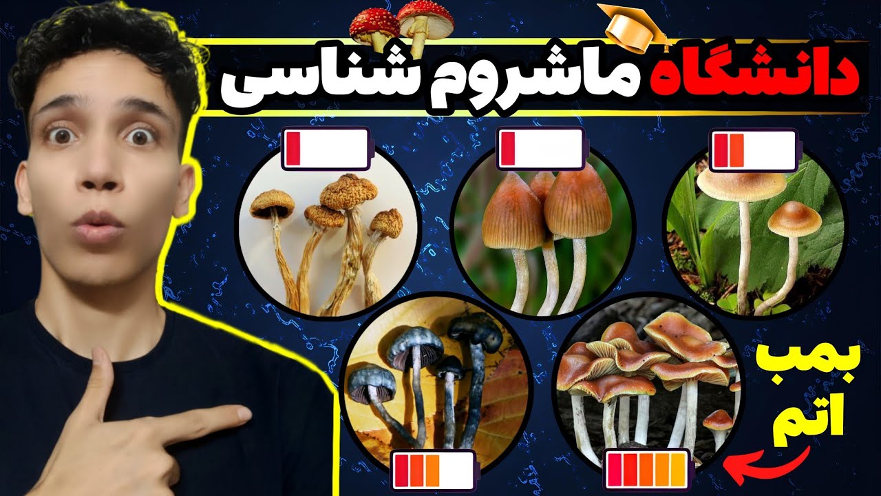 قویترین گونه های مجیک ماشروم بر اساس سطح سیلوسایبین 🍄🔥