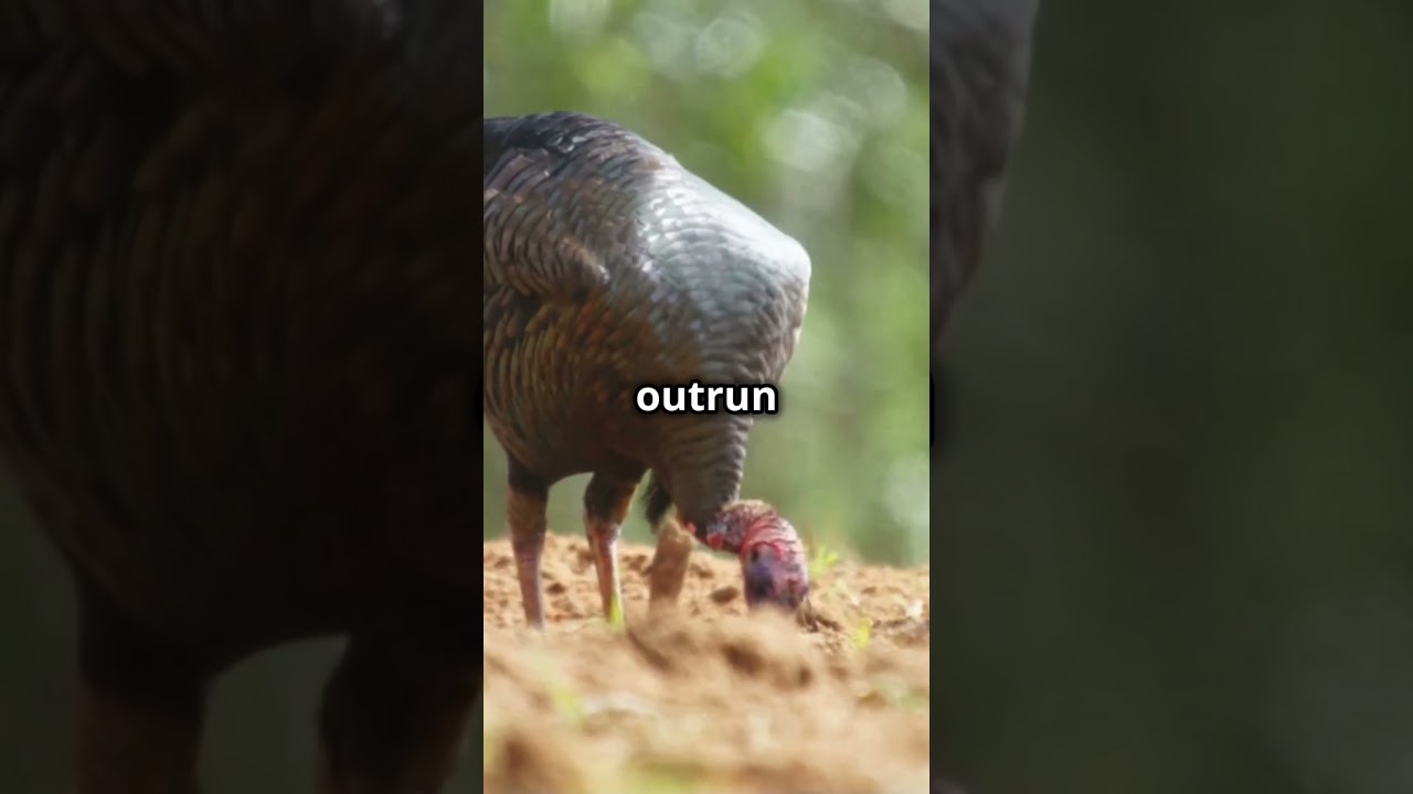 How Fast Do Wild Turkeys Run? You Won&rsquo;t Believe It! 🦃💨
