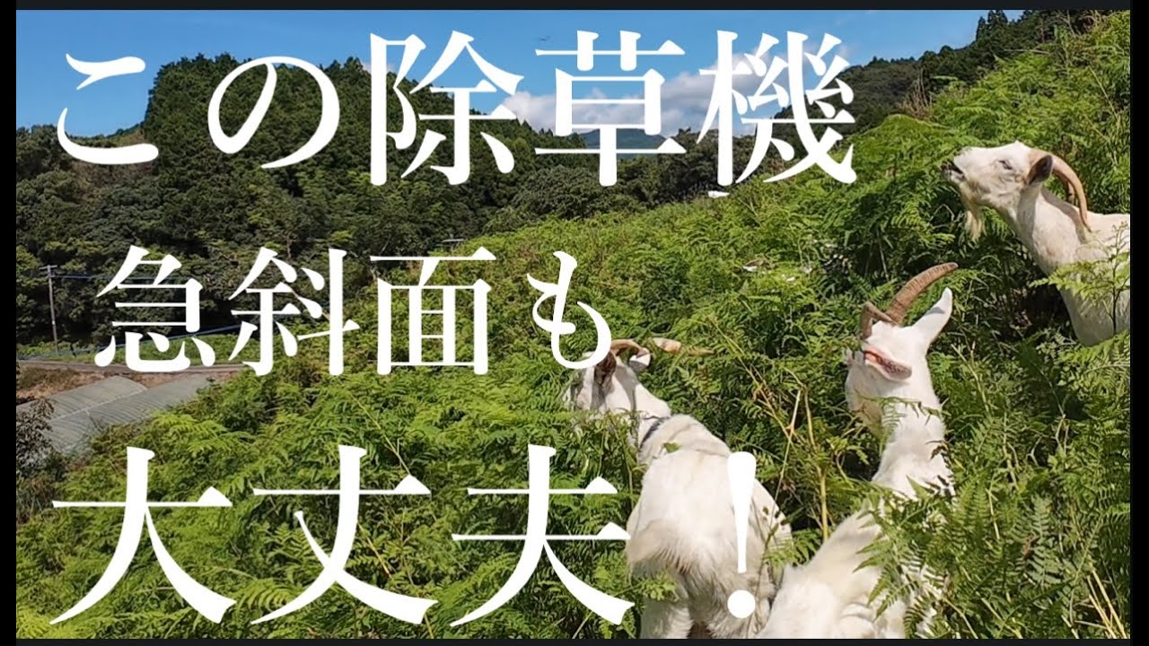 【神モグモグ】耕作放棄地を一瞬で制圧する！？ヤギが凄すぎる！草刈り機より頼れる働き者すぎるヤギのモグモグ劇場