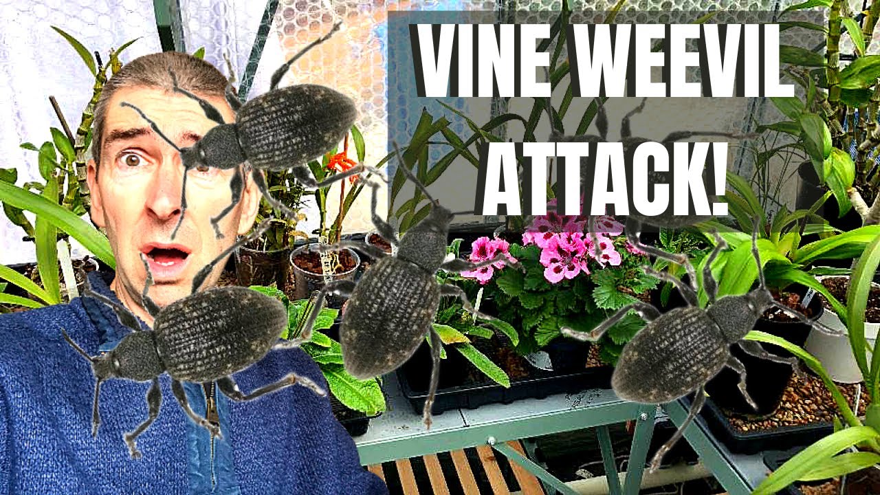 VINE WEEVIL - control and treatment