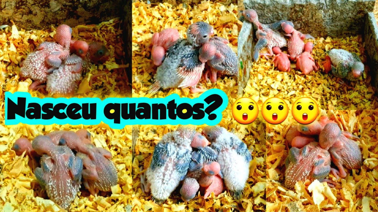 CONFERINDO TODOS OS NINHOS DOS PERIQUITOS
