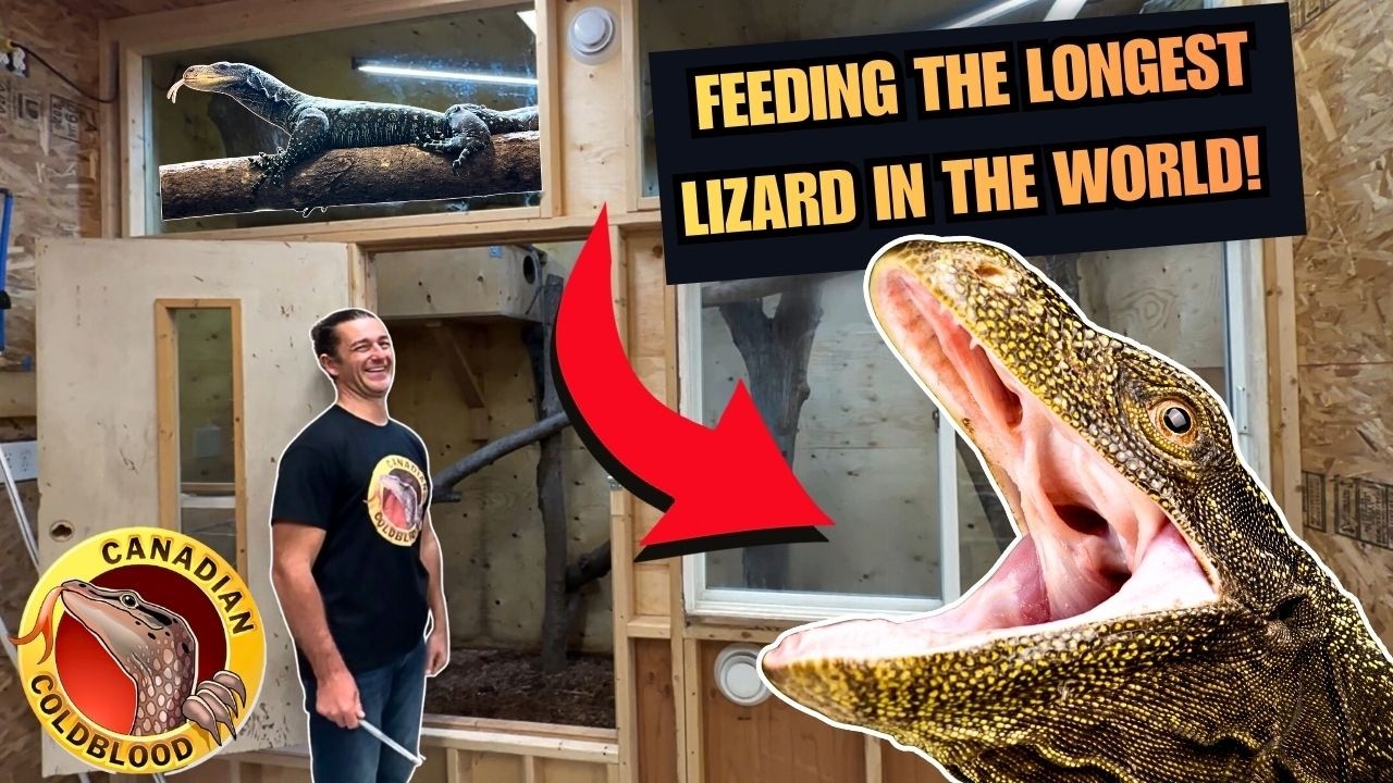 CANADIAN COLDBLOOD REPTILE ROOM TOUR 2025 | Rare Monitor Lizards, Rainbow Tree Snakes, and more!