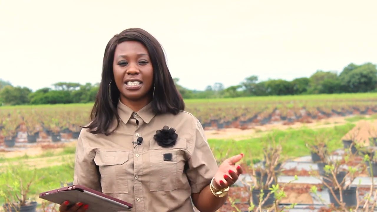 уход за кустами черники