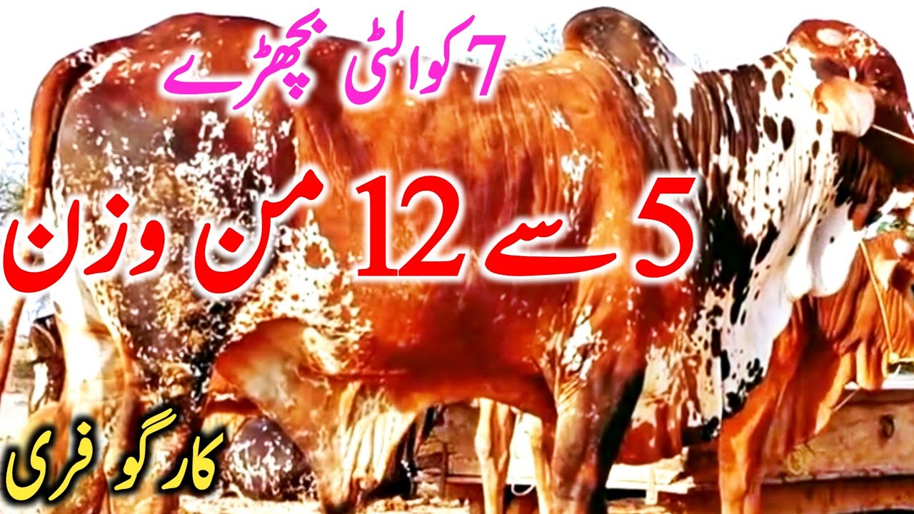 Pure Cholistani Heavy Weight Bull Near Madrasa Cow Mandi || Global Village Farming