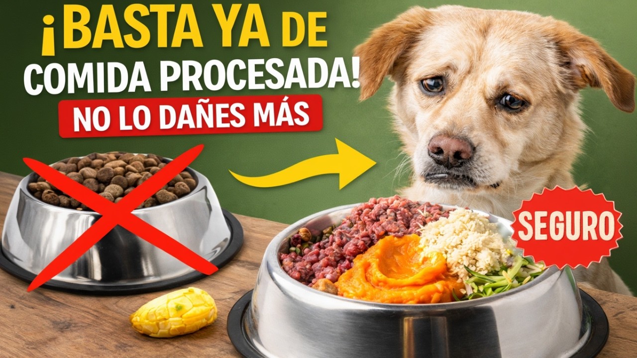 Mi perro no quiere croquetas: qué cocinarle sin dañarlo.
