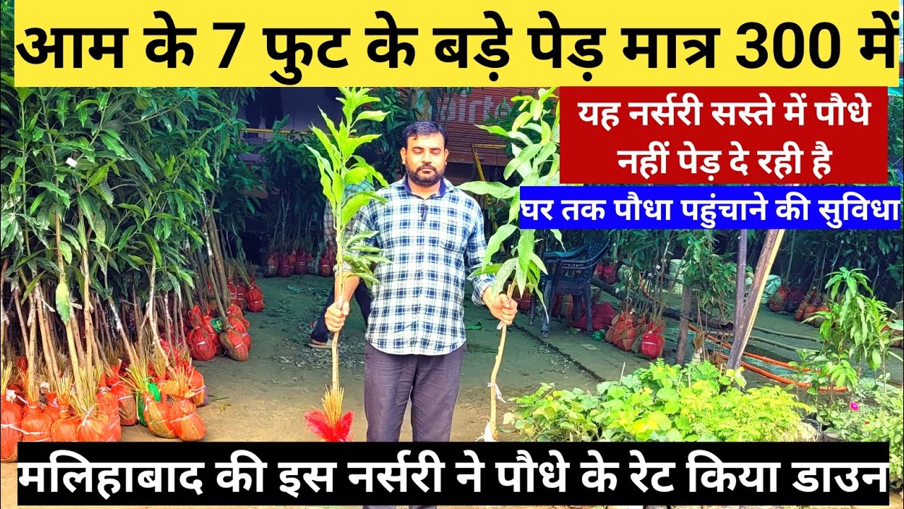 मलिहाबाद की इस नर्सरी ने पौधों के रेट किया डाउन | Nursery Visit At Malihabad Lucknow | Nursery Visit