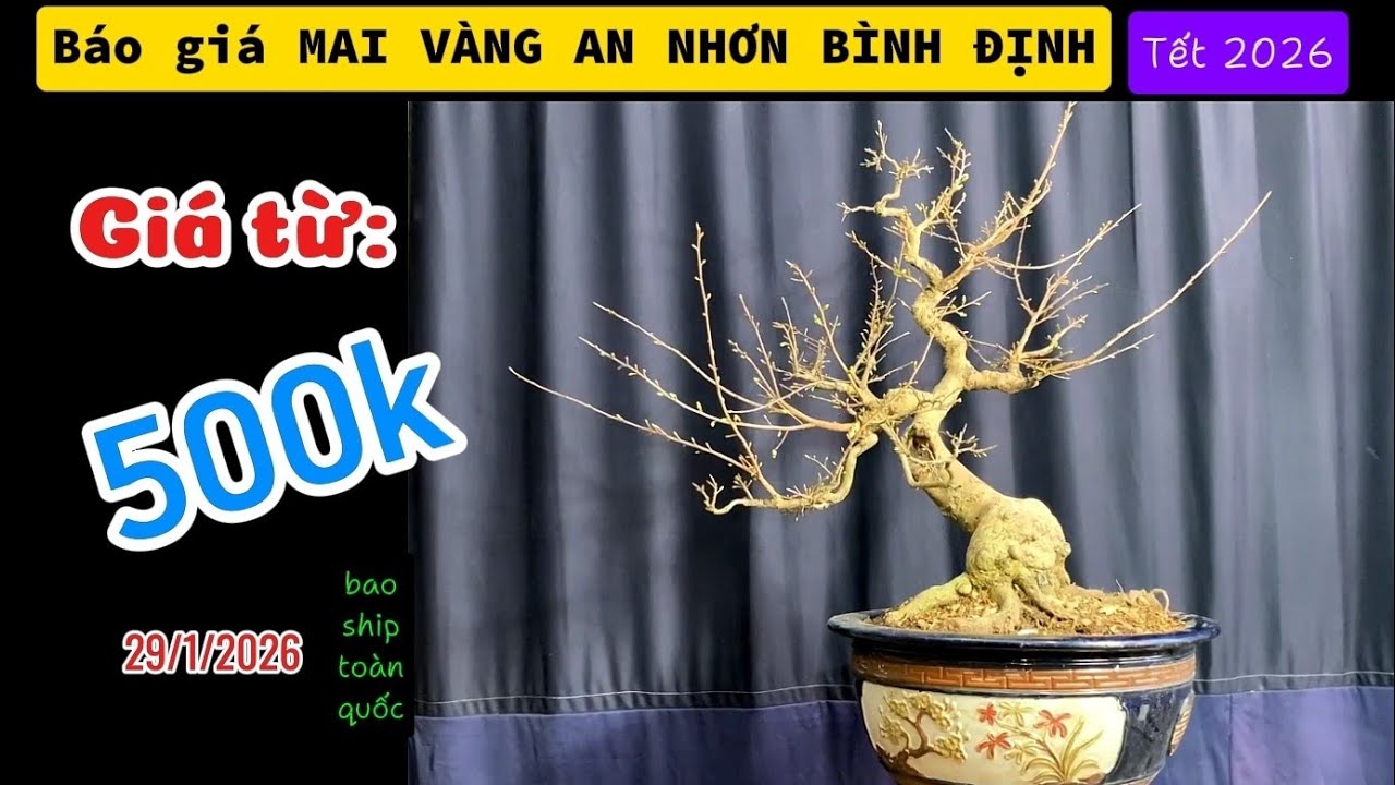 Bonsai TRƯỜNG THI | Báo giá giao lưu Mai vàng An Nhơn Bình Định - Gia Lai tết 2026.