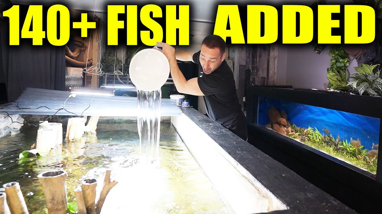 I ADDED THE FISH!!!