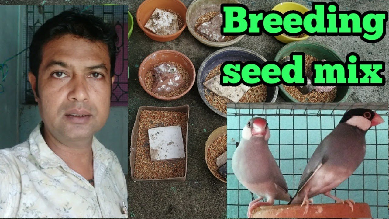 Breeding time best seed mix of java sparrow.