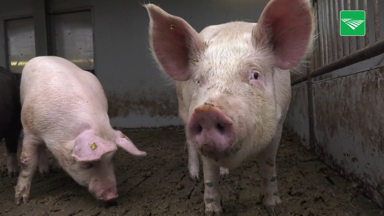 Dit jaar 100.000 biologische varkens geslacht