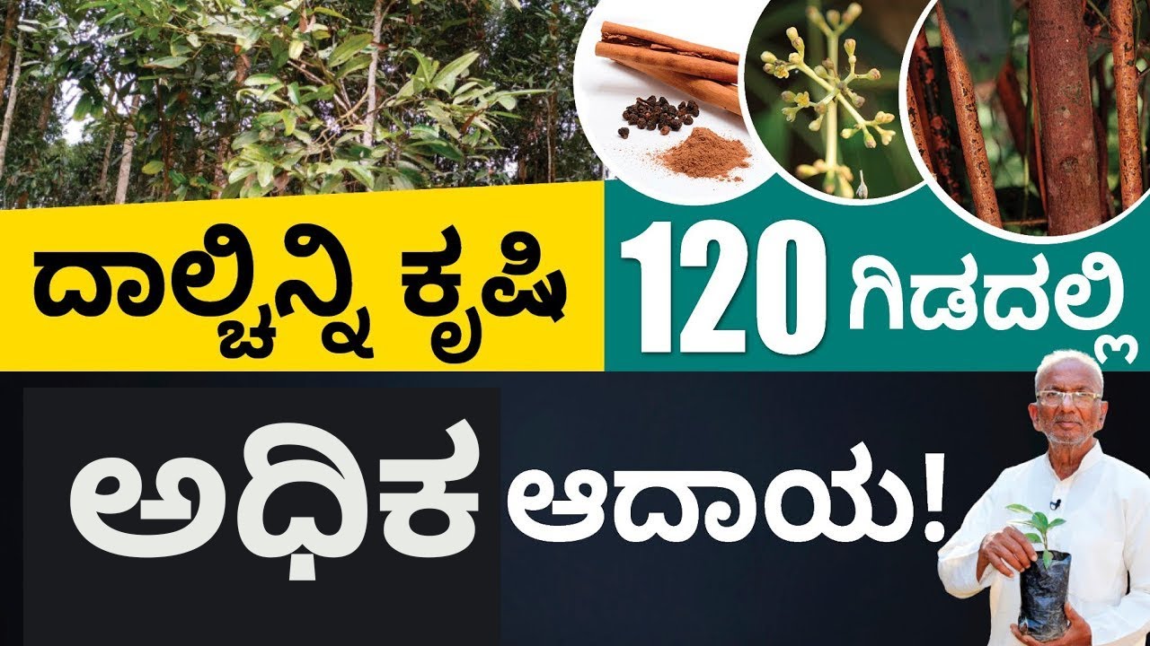 Cinnamon Farming in Kannada - How to Start Cinnamon Farming? | Abhishek Ramappa
