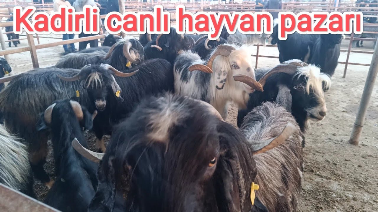 27.mart Perşembe Kadirli canlı hayvan pazarı. Mal çok alıcı yok.