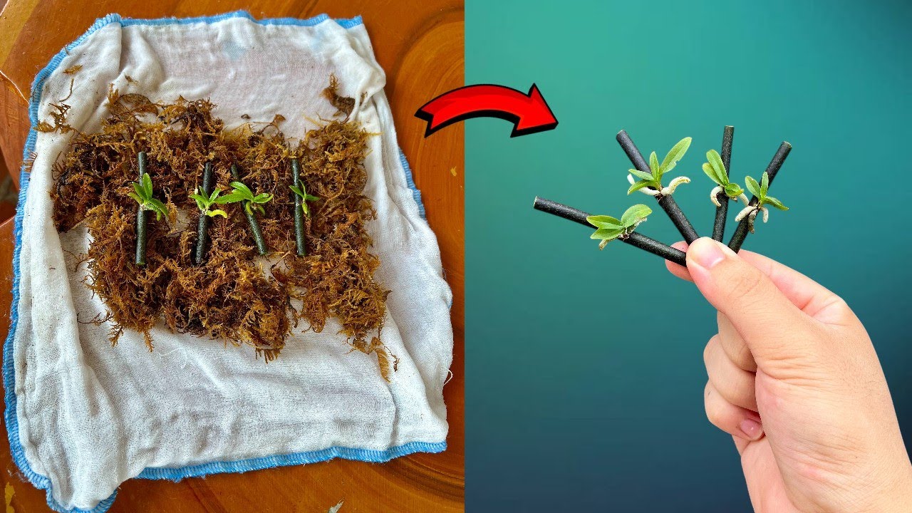 Unique method of orchid propagation! Simple and effective method