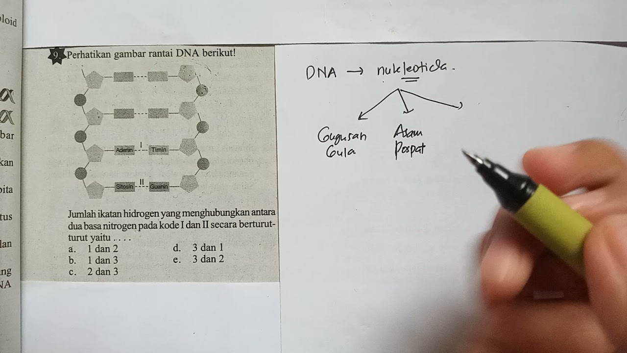 Ikatan Hidrogen pada Basa Nitrogen DNA