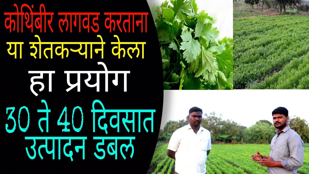 प्र. शेतकरी अंकुश खारे यांनी केला कोथिंबीर लागवड पद्धतीत बदल | कमी क्षेत्र व दिवसात भरगोस उत्पन्न |