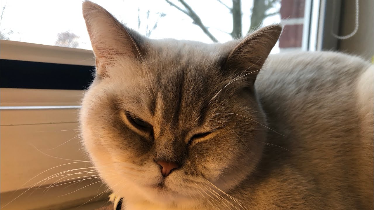 Unsere Katze ist sehr süß
