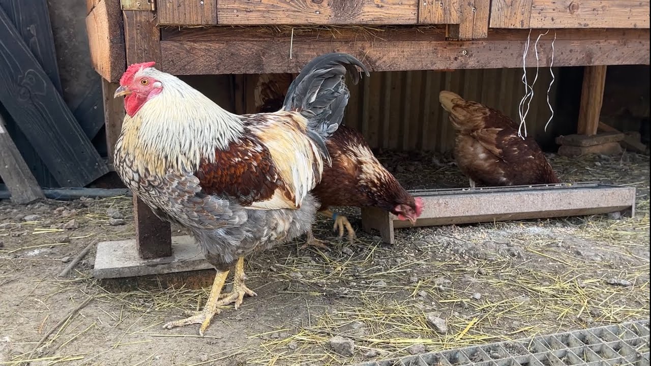 Hens-VLOGS :1272🐔