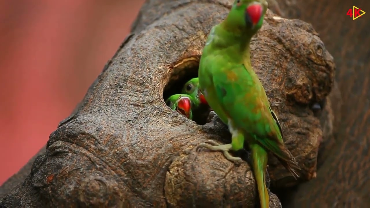 Bird Life 8K 4K Wild Birds Special Collection 8K VIDEO ULTRA HD HDR 60FPS 4k Video