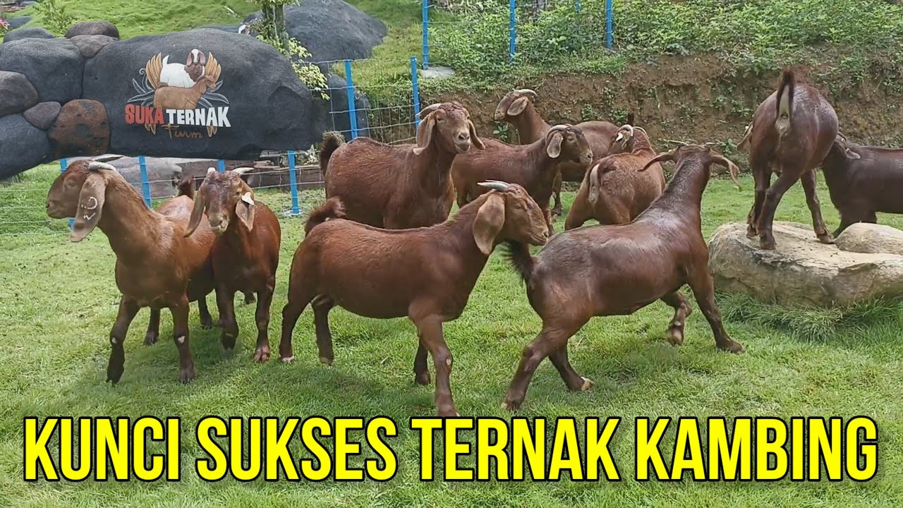 KUNCI SUKSES TERNAK KAMBING BOER SUKA TERNAK FARM