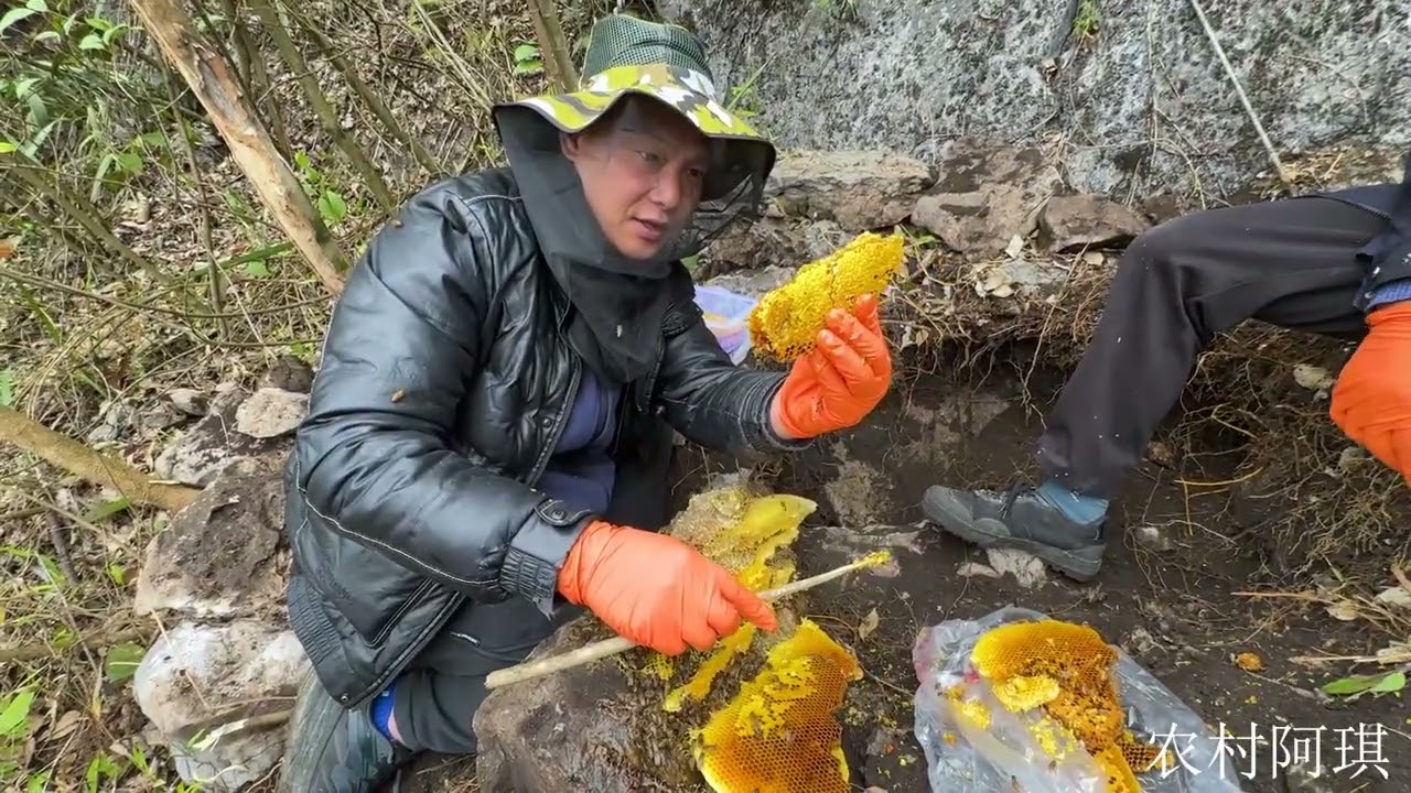 阿琪大山上挖山货赚钱，十多斤收获能卖一千多块，今天走大运了