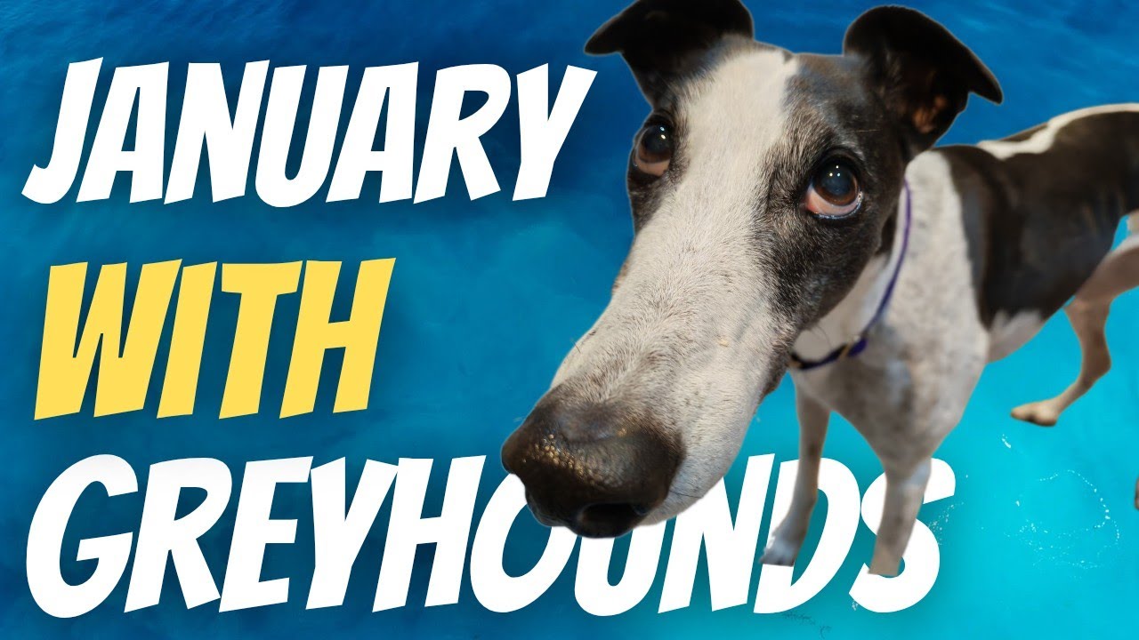 Январь с нашими борзыми