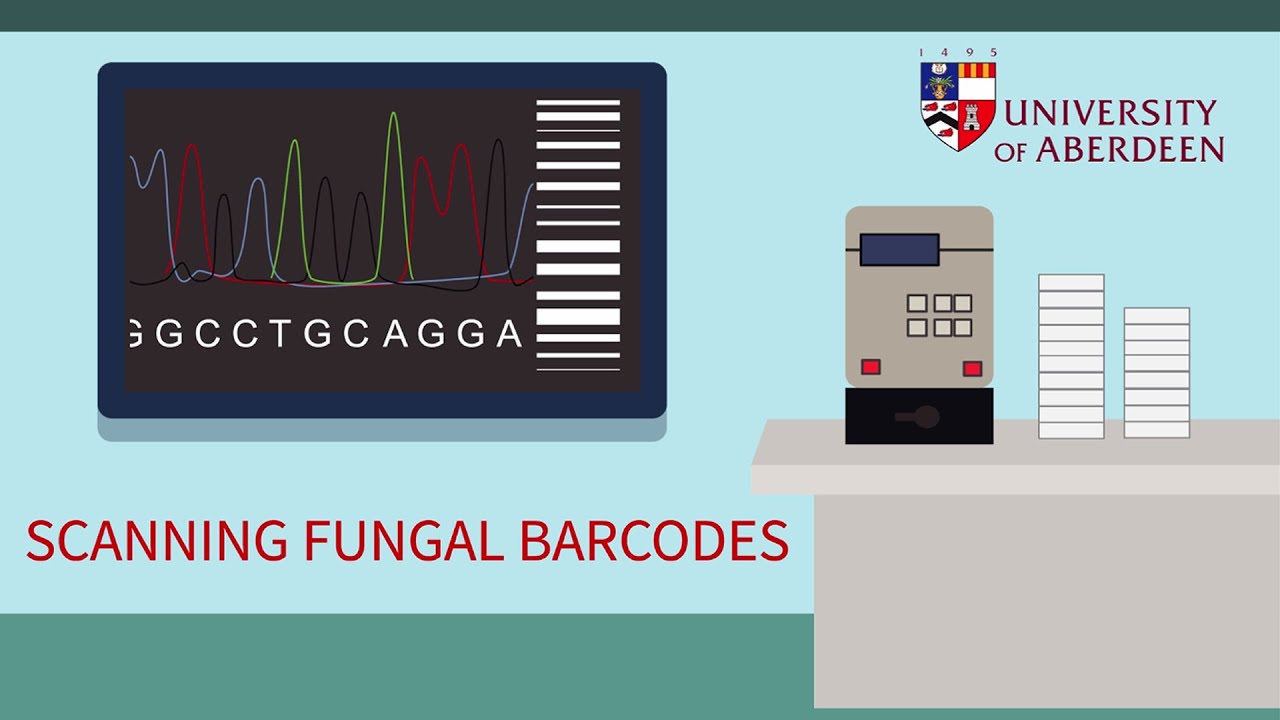 Scanning fungal barcodes - New technology for understanding fungi&rsquo;s tolerance to drugs