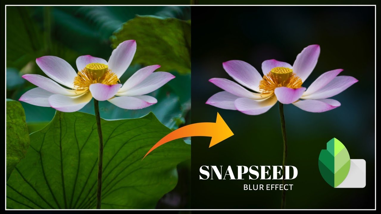 Portret Flower Photo Editing |Blur Effect ।Snapseed Flower Photo Editing Tutorial|