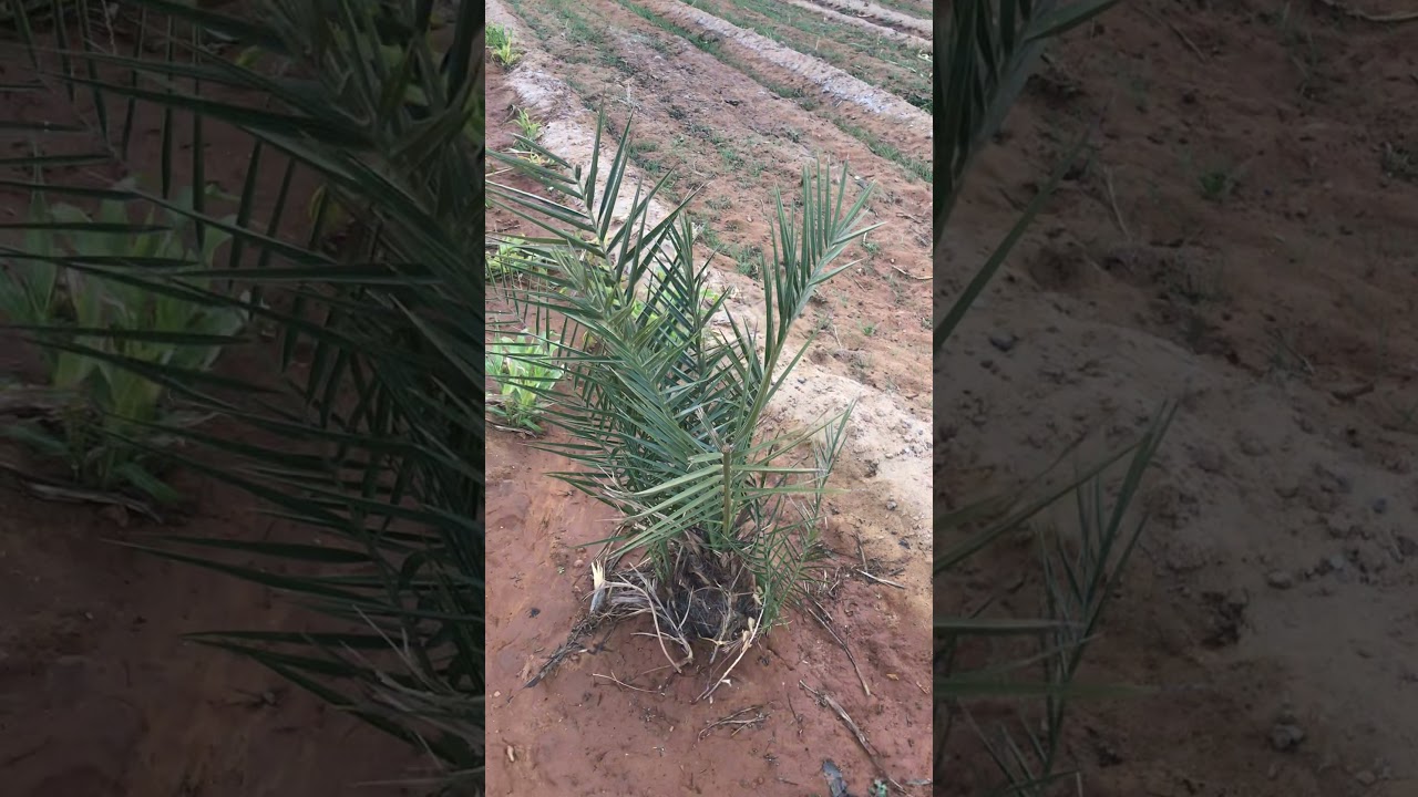 نتائج الخدمه الشتويه لفسائل  النخيل الجديده