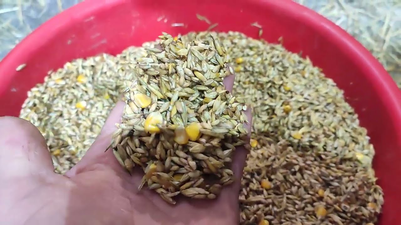 Kolejne kombinacje z paszą i krycie samicy metodą 