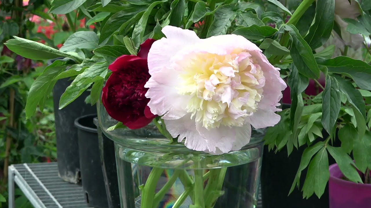I consigli del Giardino di Santa Maria - LE PEONIE