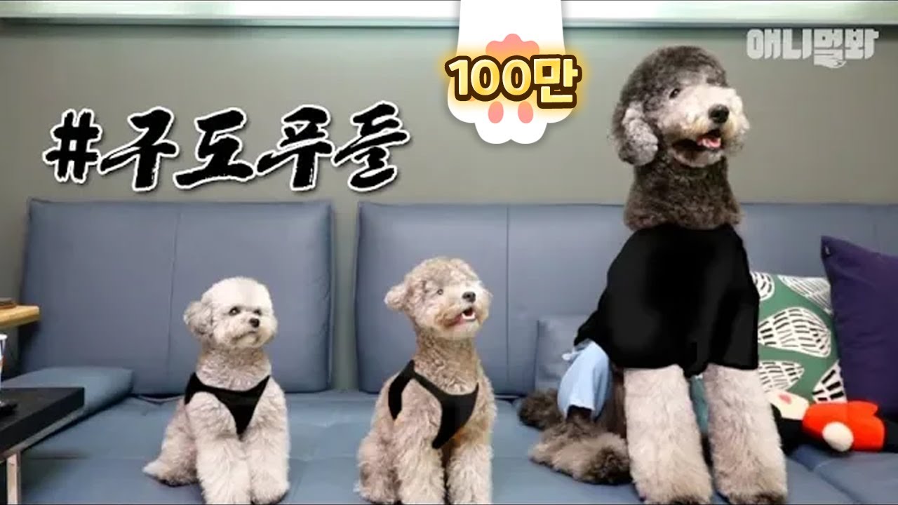 지금 시간 없는데 푸들영상 만들었어요. 보시면 돼요. 아시겠어요? l  GIANT Poodle Thinks She's Small LOL