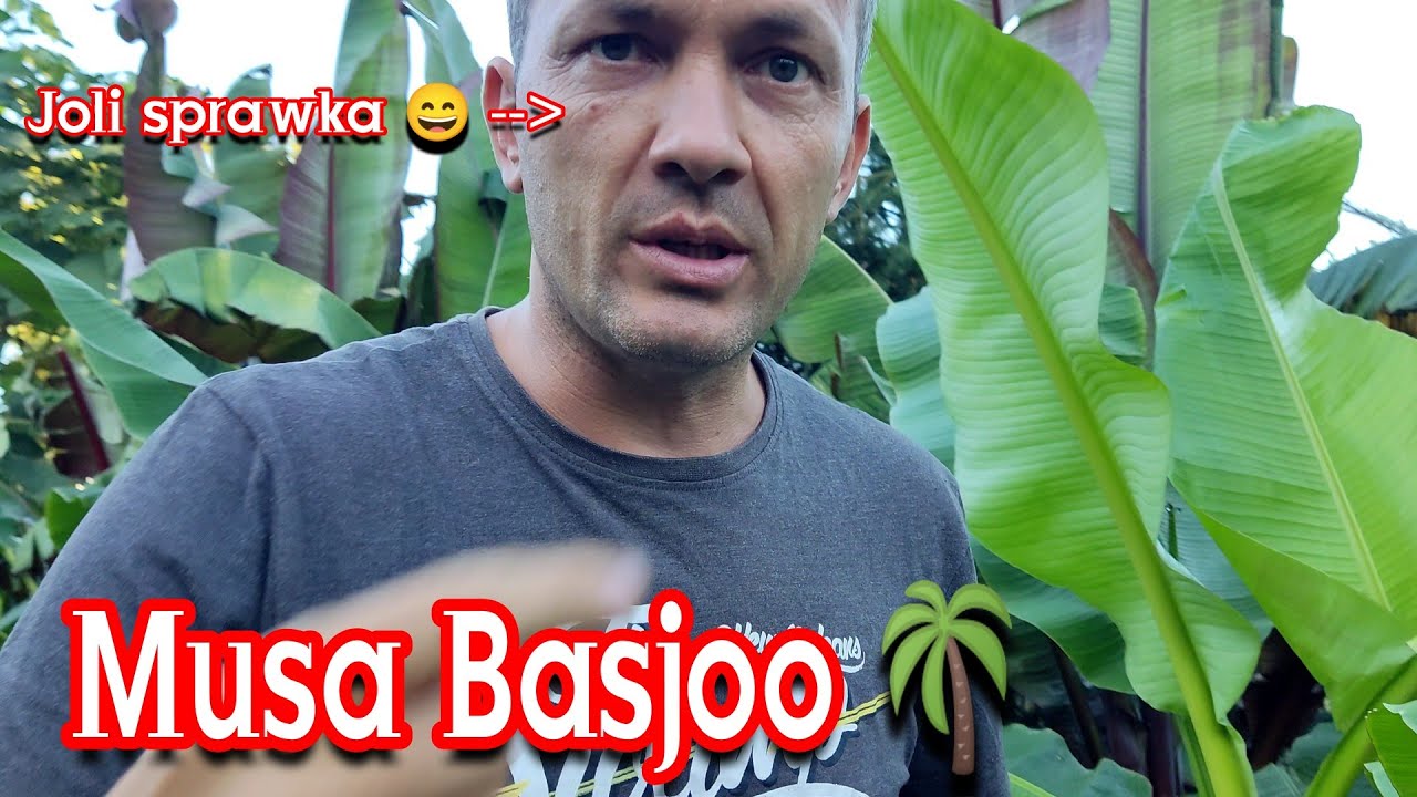 Jak podrosły bananowce Musa basjoo w ogrodzie.