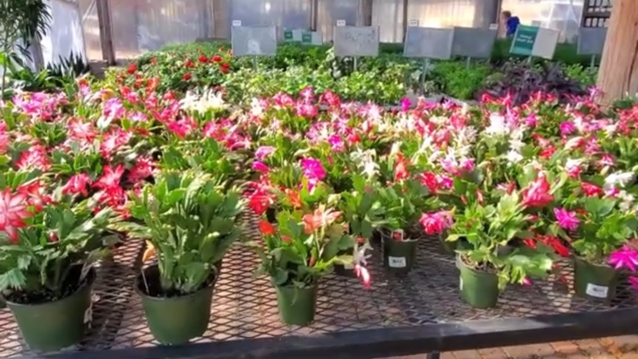 CHRISTMAS CACTUS CARE AND VARIETIES|DONNA JOSHI