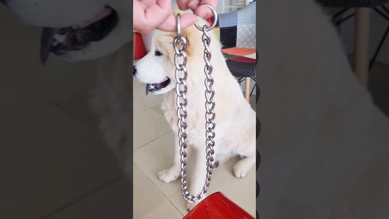 How to PROPERLY put prong collar chain on your dog? #doglover #humanbelike #inclusion