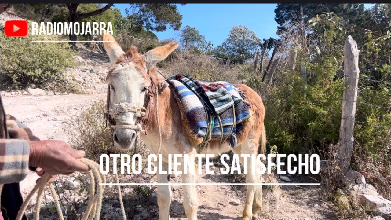 El burrito de Chencho ya se capó ! 