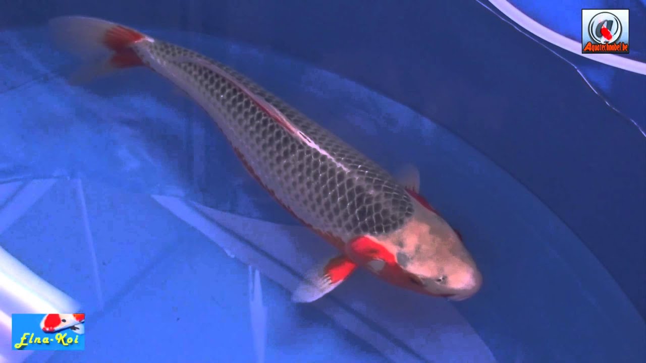 Elna koi Japan koi champion 2013