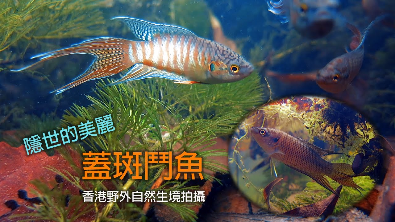 【隱世的美麗。蓋斑鬥魚】The Hidden Beauty of Paradise Fish