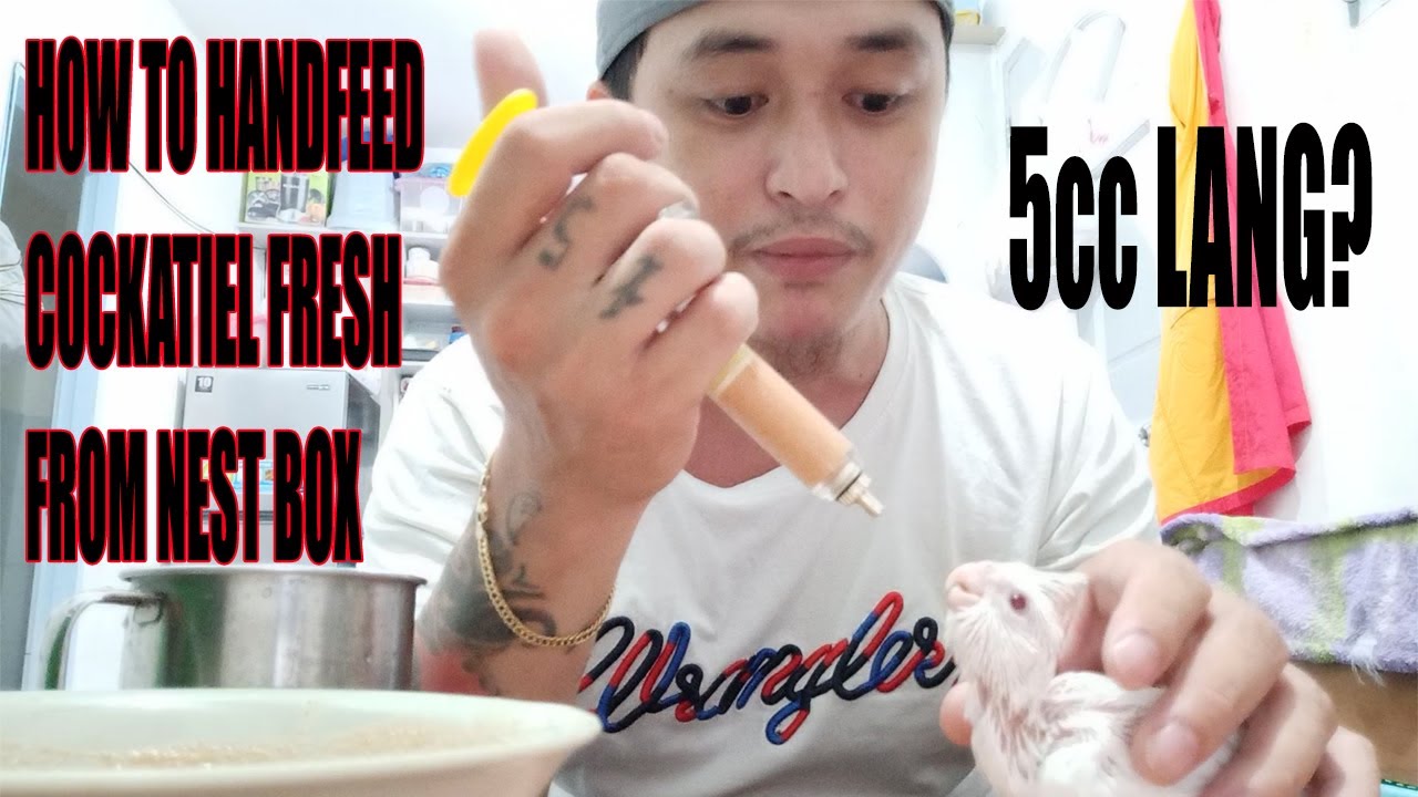 How To Handfeed Cockatiel / Pano Mag Handfeed Ng Cockatiel