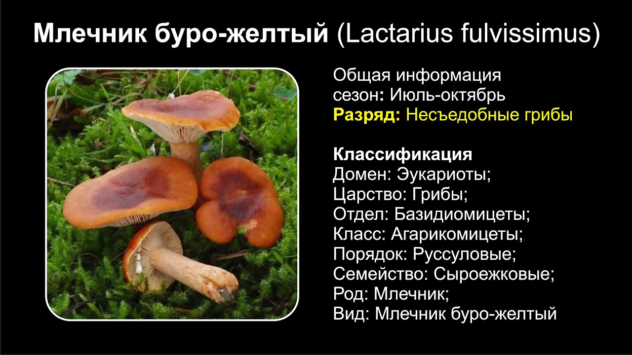 Млечник буро-желтый (Lactarius fulvissimus)