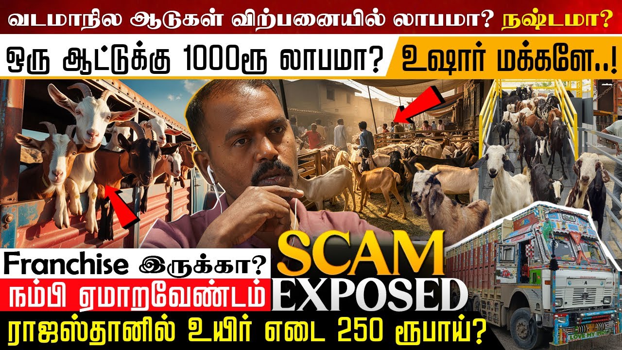 தமிழ்நாட்டை குறிவைக்கும் வடமாநில ஆட்டுப்பண்ணைகள் | ஆட்டு விற்பனையில் இவ்வளவு பிரச்னை இருக்கா | #tmc