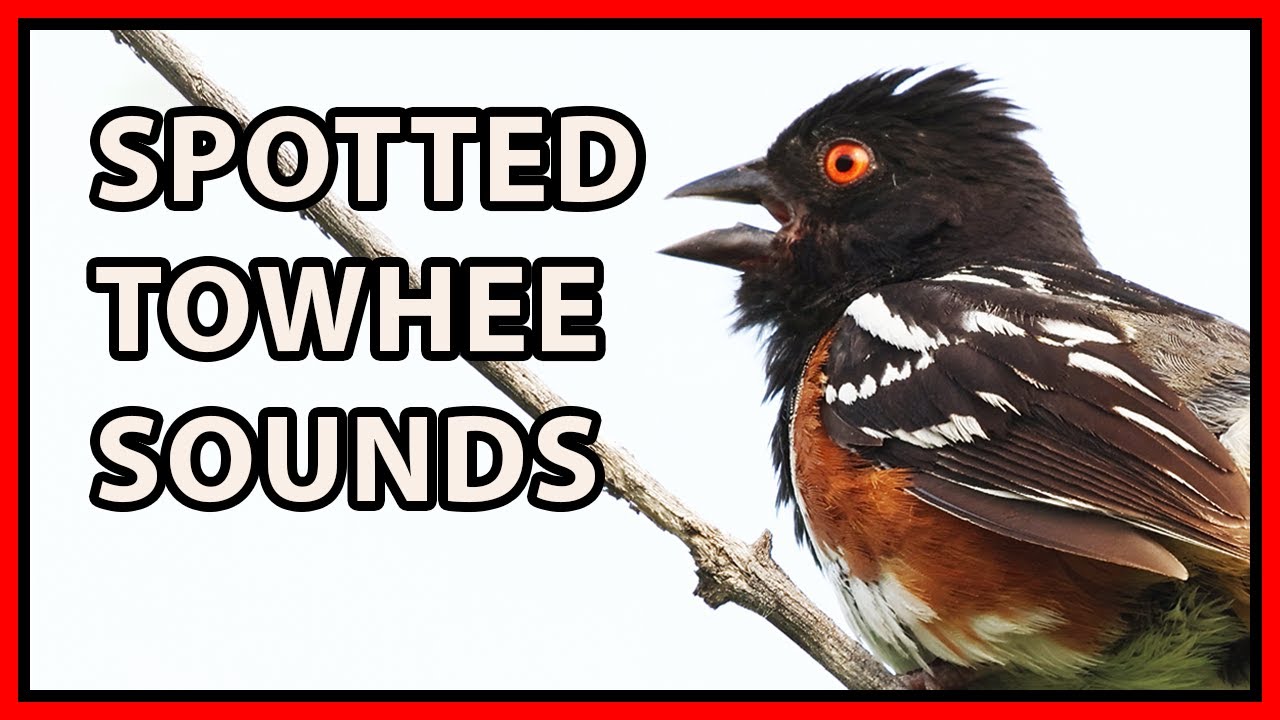 Spotted Towhee Songs and Calls